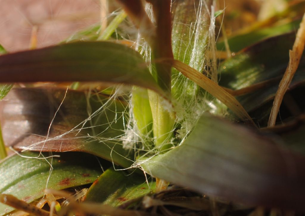 Piccola Luzula? Alta solo 1,5-2 cm